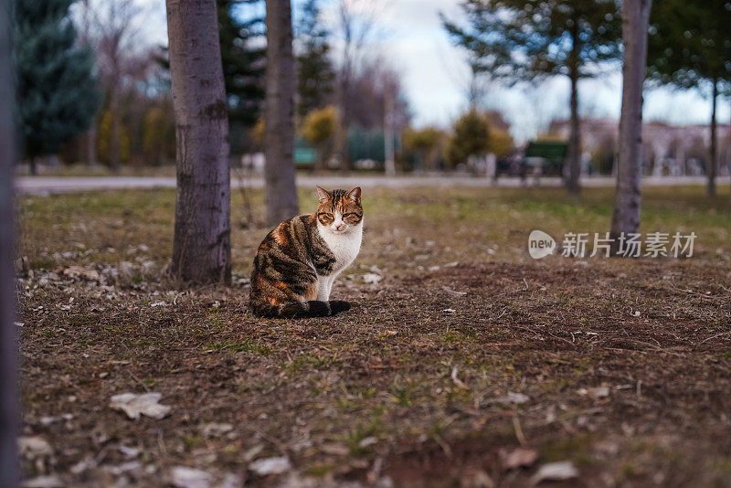 猫坐在外面。