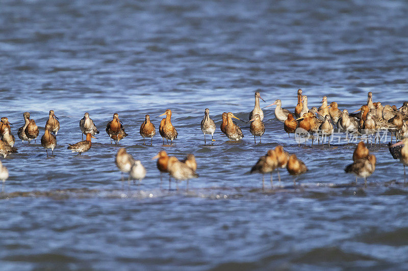 黑尾godwit