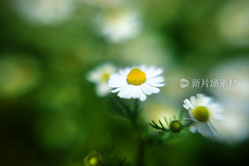 菊花菊花(洋甘菊)花