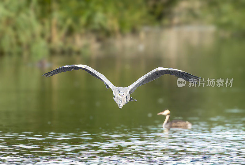 苍鹭飞过湖面