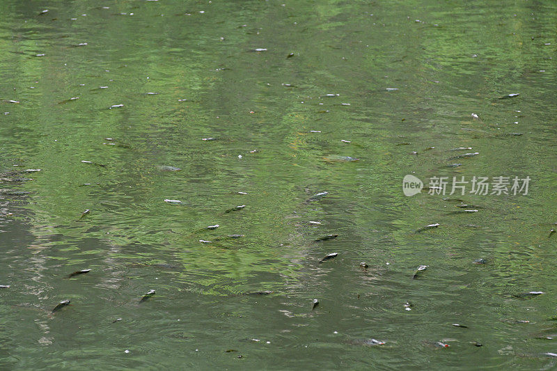 绿色的湖水与鱼群的背景