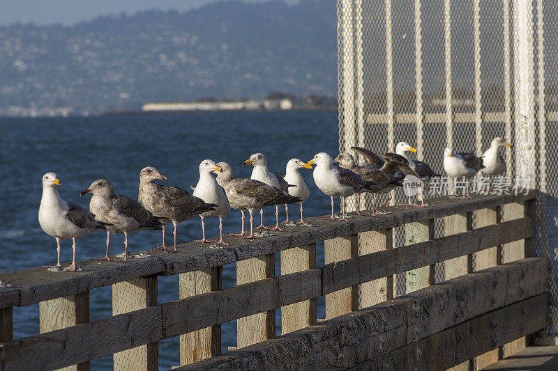 美国加州旧金山39号码头上的海鸥