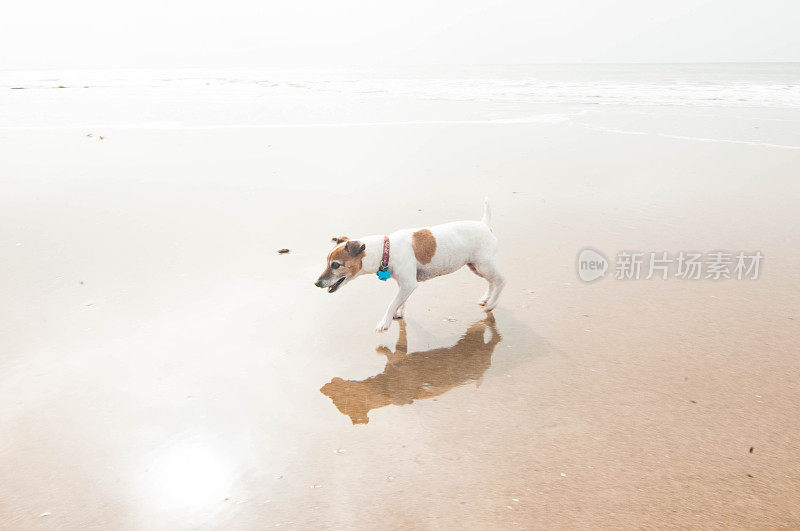 英格兰怀特岛海滩上的杰克罗素梗犬