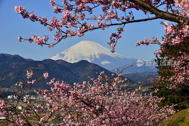 富士山和樱花