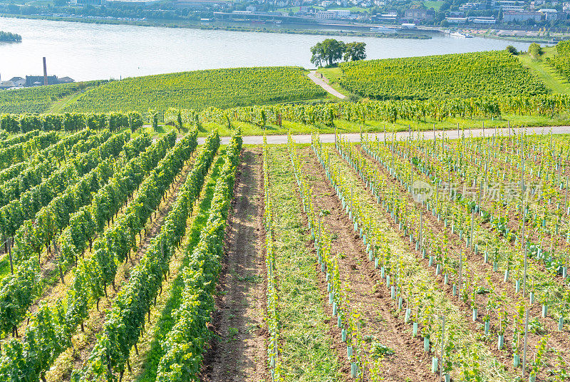 葡萄园在低森林纪念碑纪念碑Rüdesheim，德国