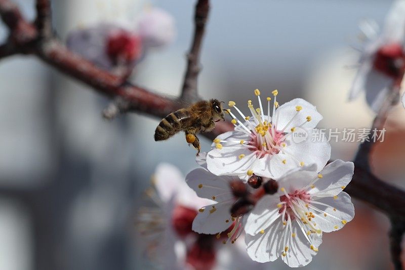 蜜蜂在杏花上逗留