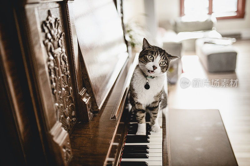 剪花猫弹钢琴