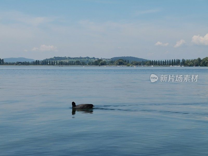 美丽的白骨顶在康斯坦斯湖沿着河高和半岛的框架游泳H?ri