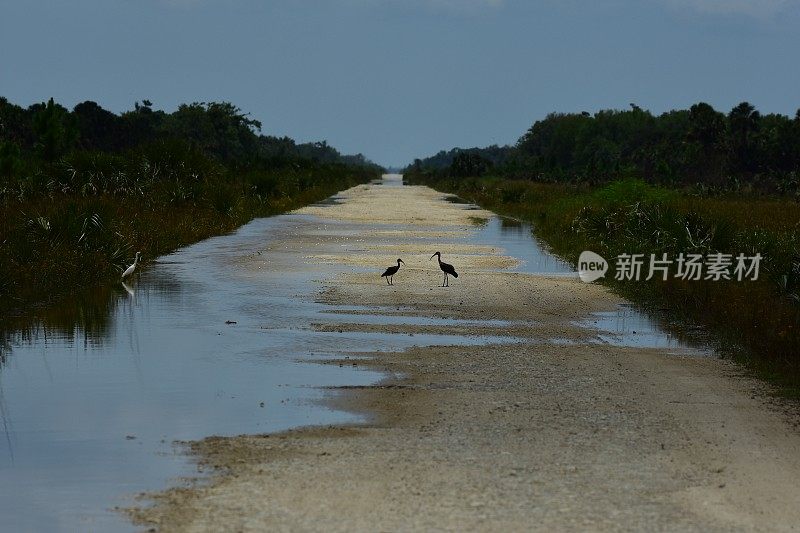 白鹮和幼鸟在森林的泥泞道路上