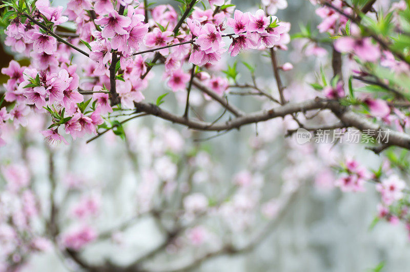 粉红桃花林