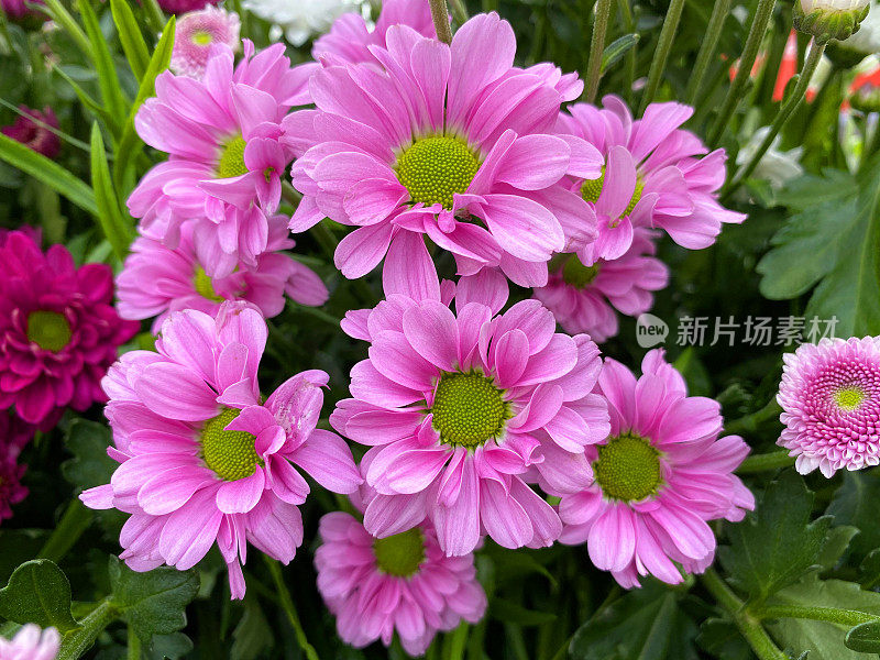 雏菊