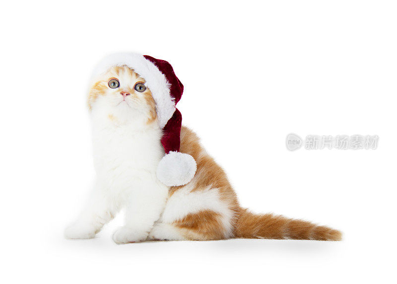 美丽的小猫戴着圣诞老人的帽子