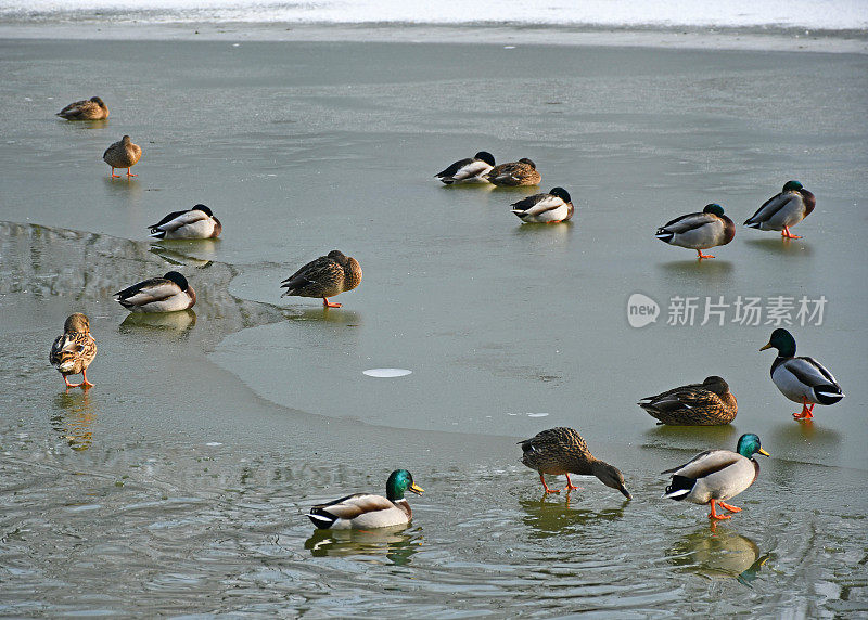 冬天湖面上的野鸭