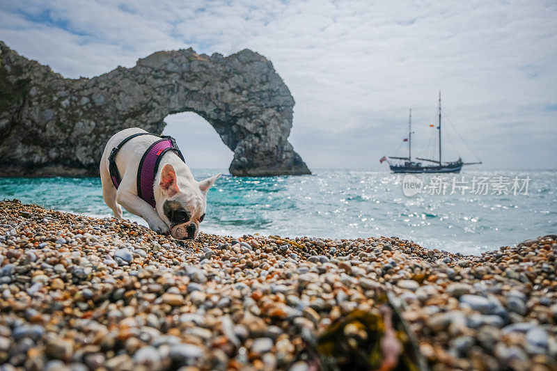 在英国多塞特的侏罗纪海岸，一只法国斗牛犬正在探索杜德尔门海滩