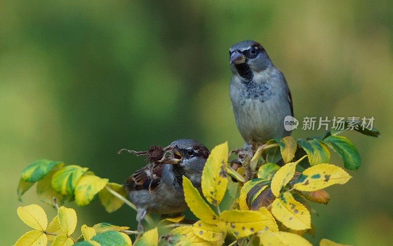 麻雀在秋天