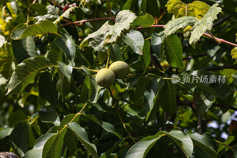 无花果树,特写