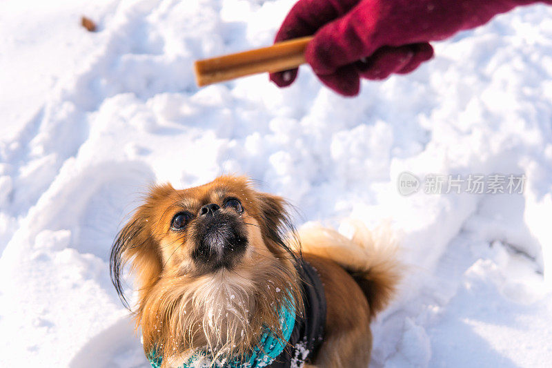 女人给狗喂食