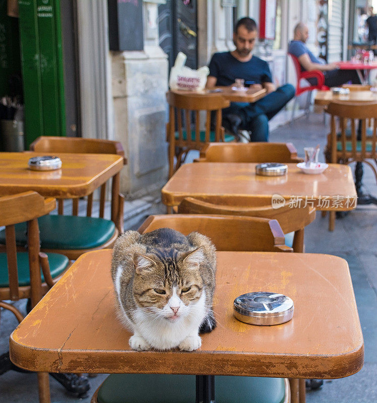 伊斯坦布尔Beyoglu的流浪猫