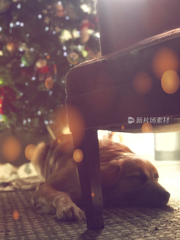 可爱的小狗躺在圣诞树下休息