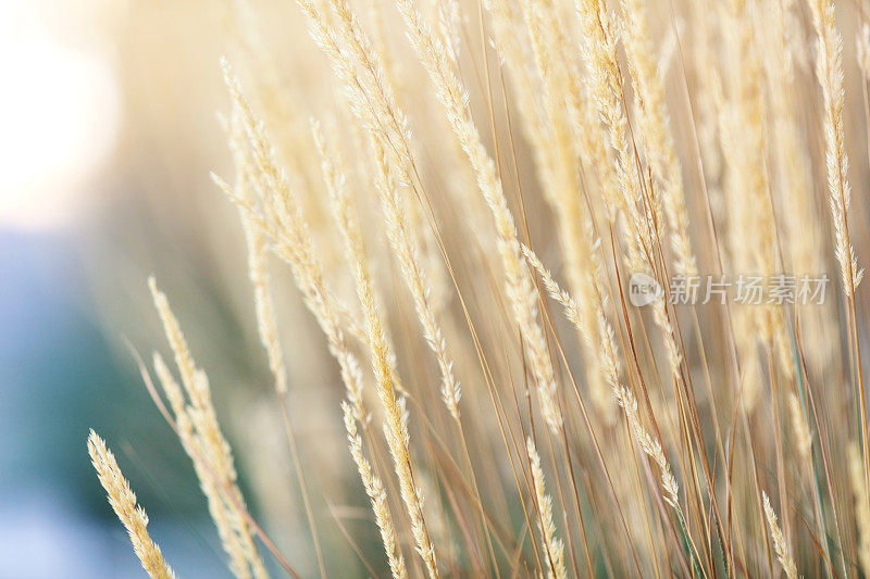 科罗拉多州西部秋收期间未收获的小麦