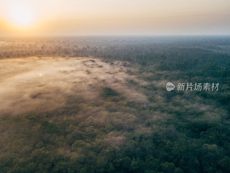 婆罗洲野生动物和丛林