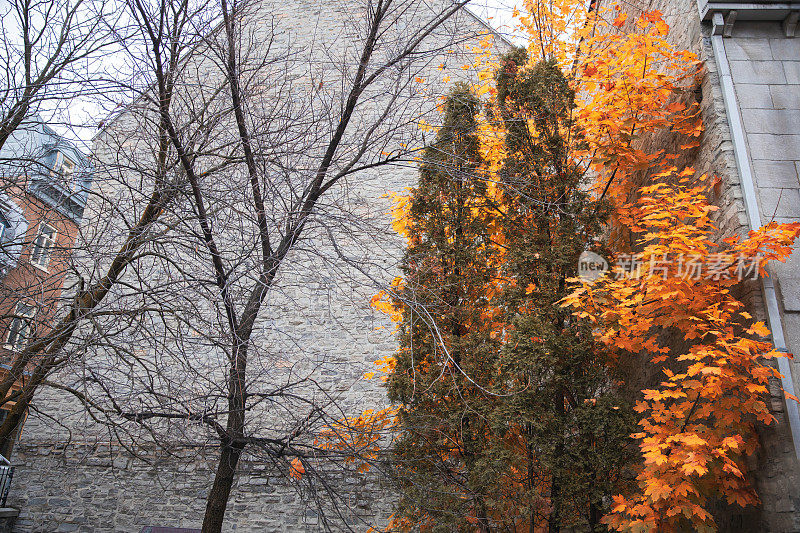 季节的变化-美丽的秋天的颜色