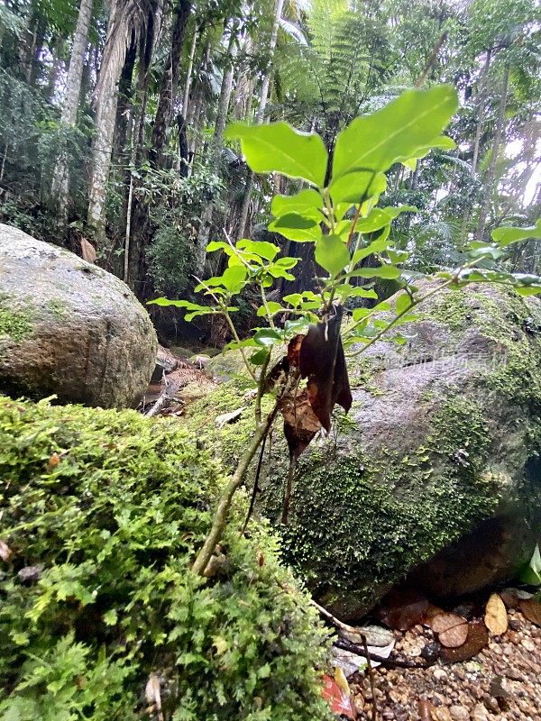 热带雨林中长满苔藓的小溪巨石