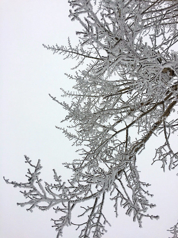 寒冷的冬日里，阿尔伯塔省勒杜克县的树枝上覆盖着霜冻