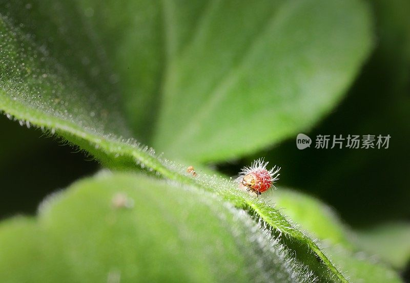 野生发型的小毛虫(可能是早龄烟草芽虫，绿芽虫)