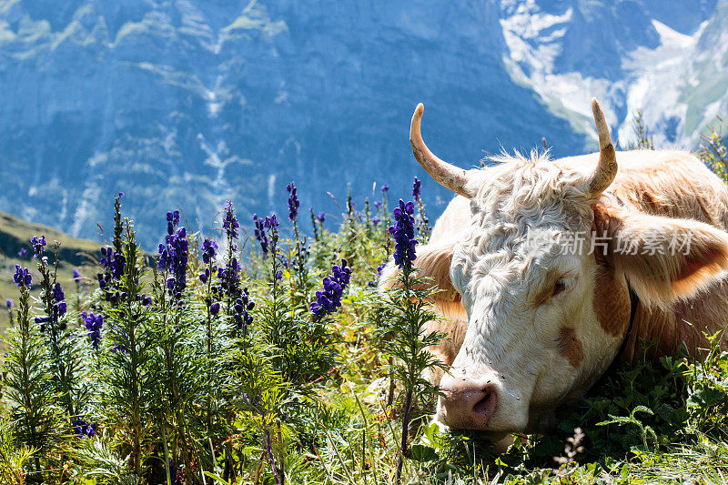 奶牛在充满活力的高山草地上休息