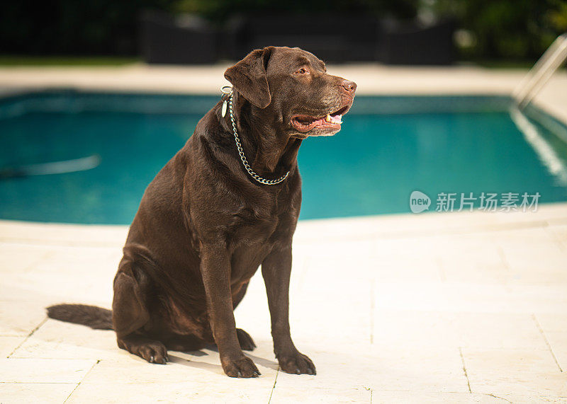 高级巧克力拉布拉多猎犬