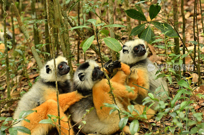 王冠Sifaka