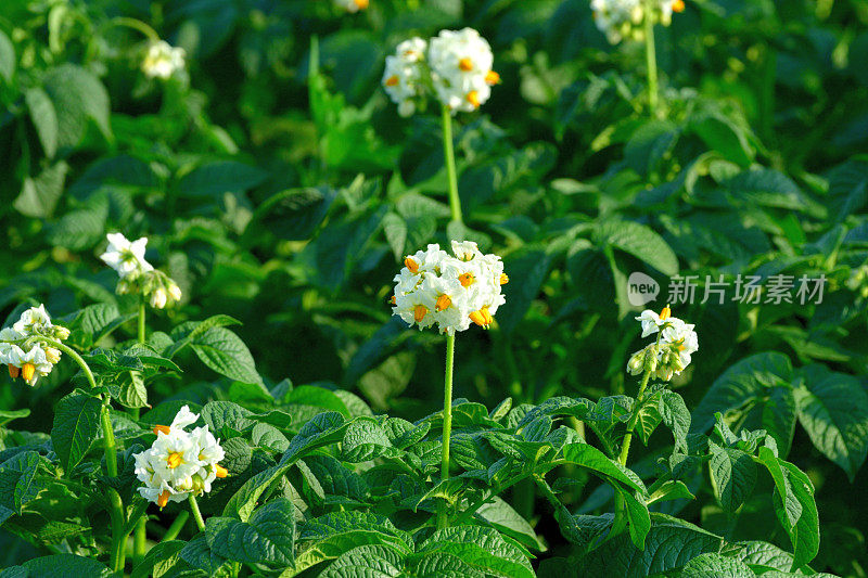 北海道朝川土豆农场土豆花的特写照片