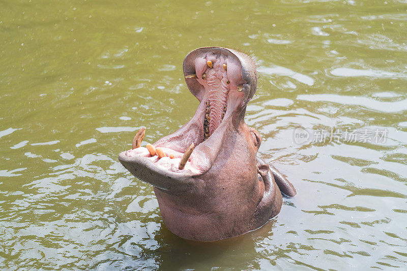 河马是一种张开嘴的非洲河马动物，生活在大自然的水中。