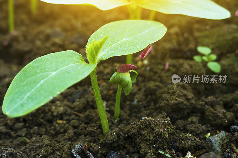 温室栽培黄瓜幼树