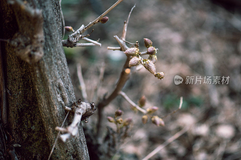 植物与花:紫藤芽