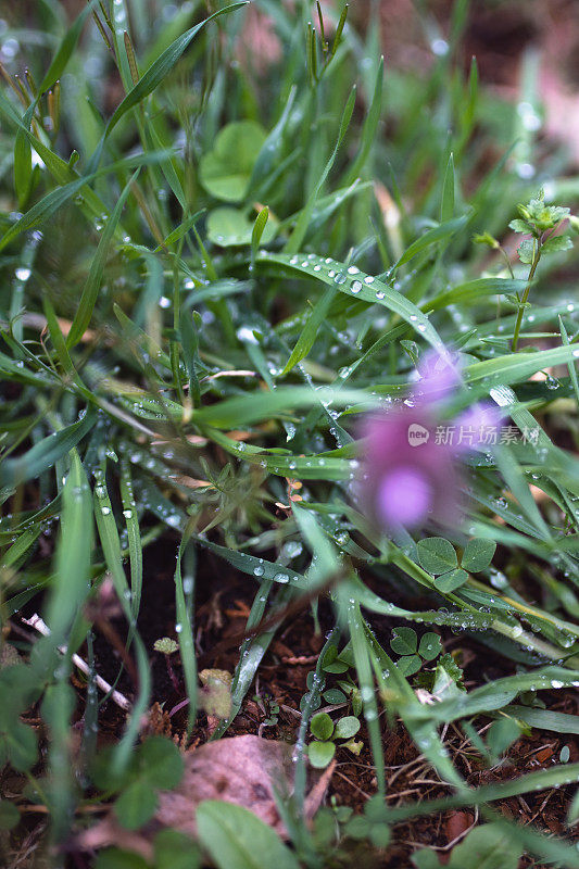 花草:雨后的湿草
