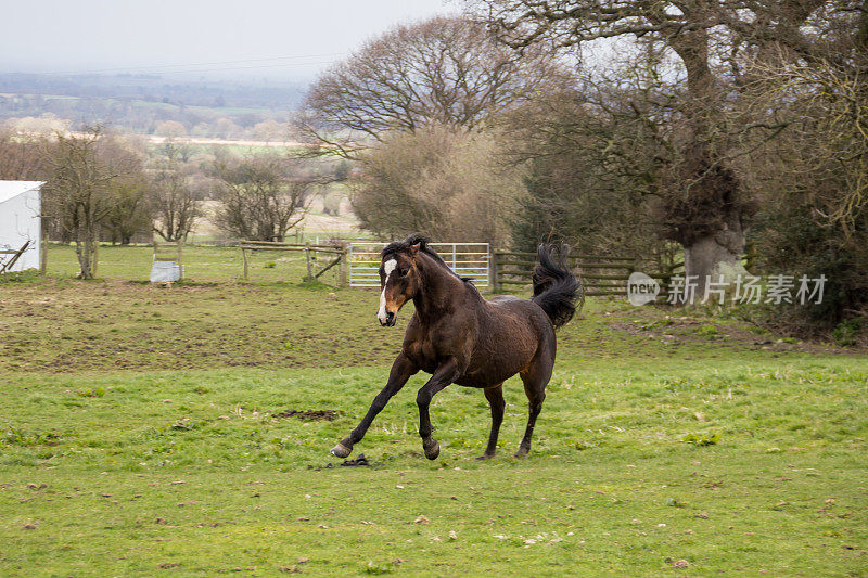 漂亮的栗色马喜欢在她的围场周围自由奔跑，享受春天的一天。