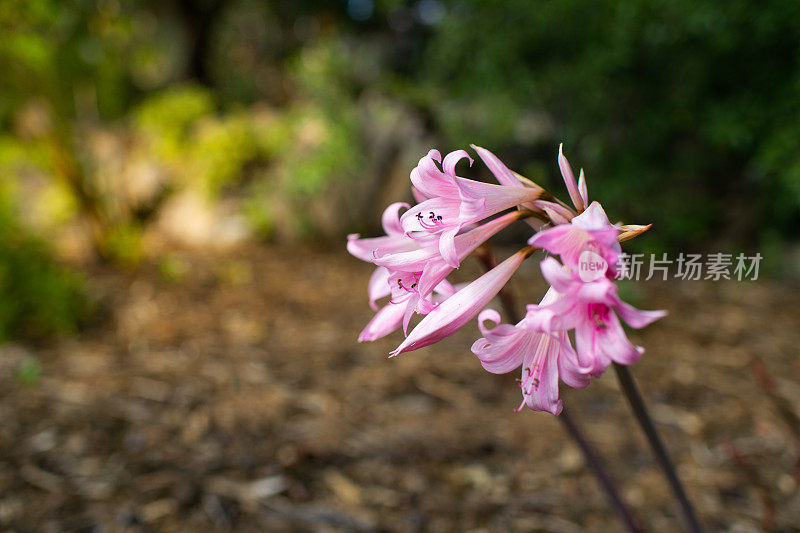 美丽的粉红色孤挺花，颠茄或三月百合花