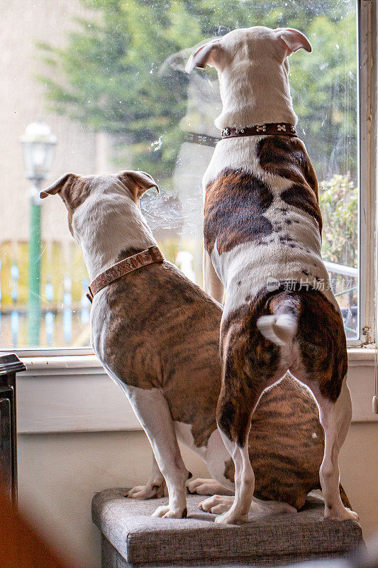 两只狗往窗外看
