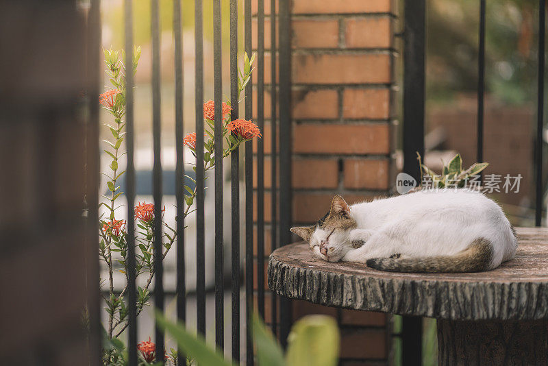 可爱的懒猫睡在桌子上