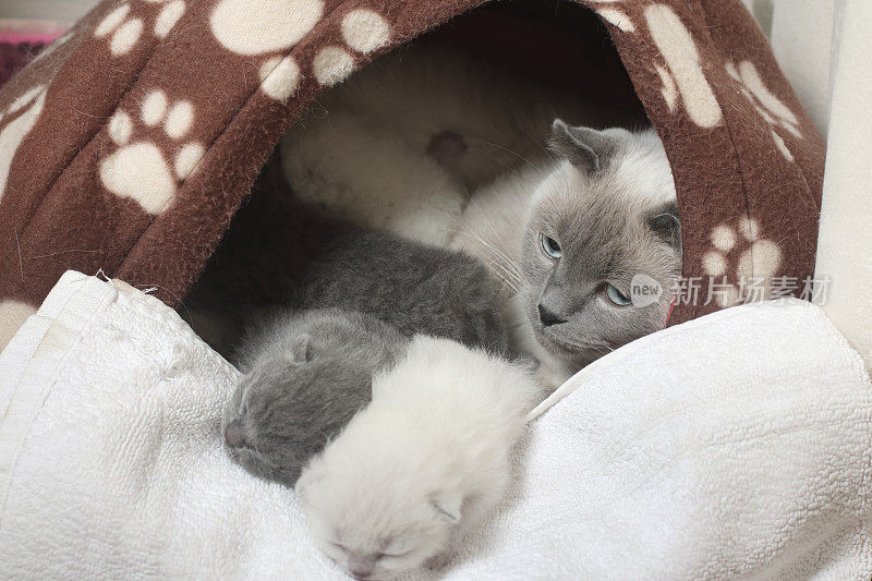 可爱的新生小猫和妈妈一起睡觉