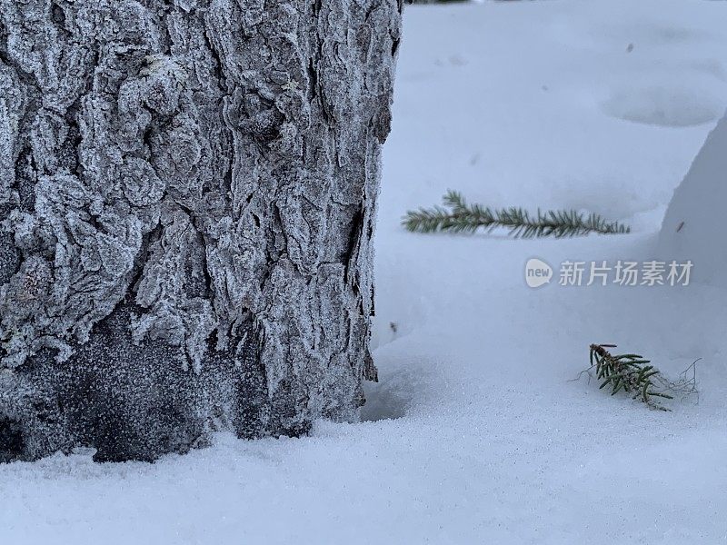 一根落在雪地上的小云杉树枝，靠近冰冻的树干