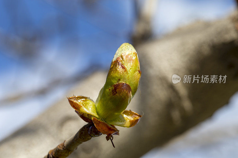 栗子肾被排除在外。