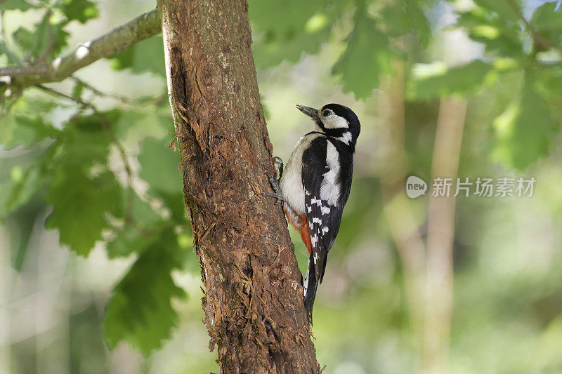 大斑点啄木鸟