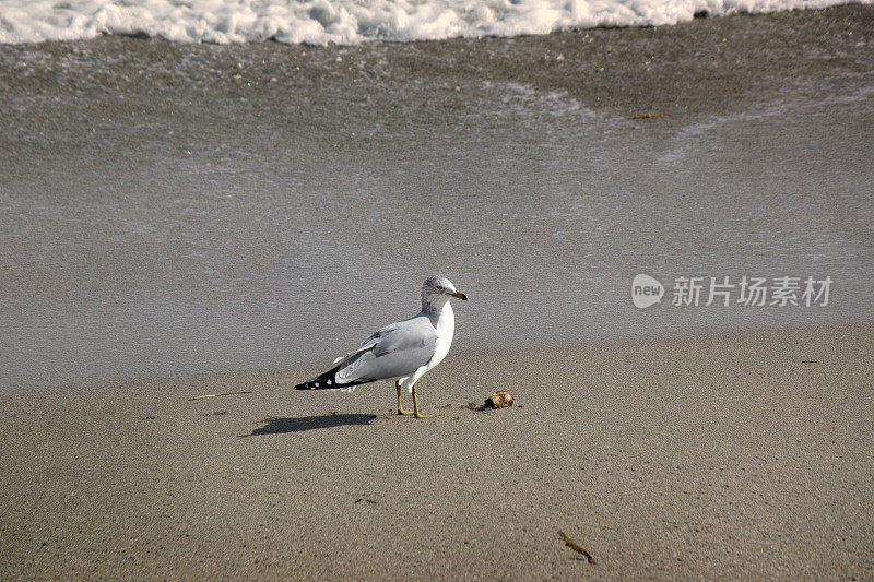 海鸥在沙滩上捡垃圾