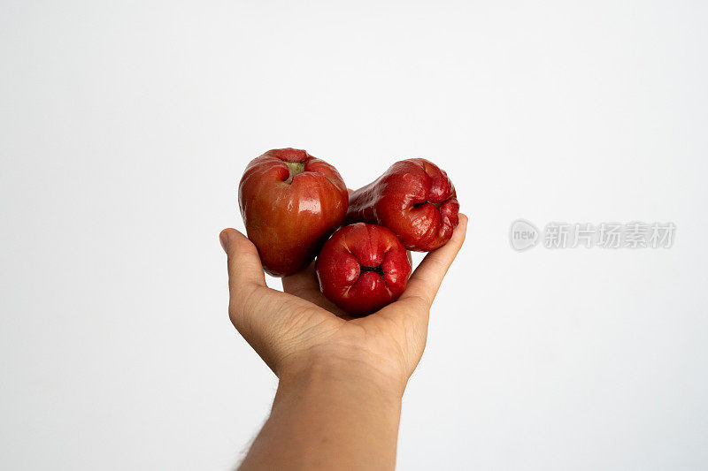 女性的手拿着一个三成熟的亚洲水苹果在一个白色的背景。