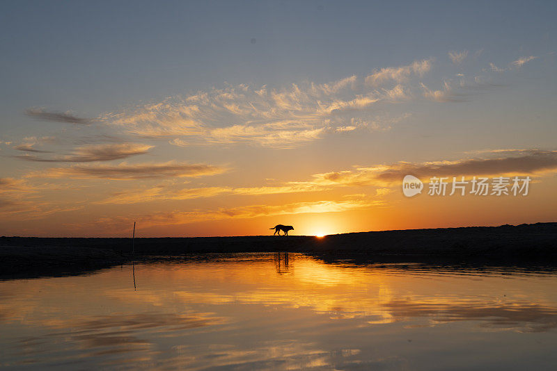 日落时分，一只流浪狗在火鸡海的金色沙滩上。沿海岸日落时的狗剪影