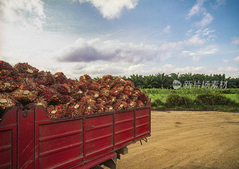 非洲油棕水果运输