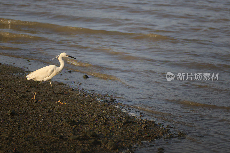 大鸟(大白鹭)沿着河边行走